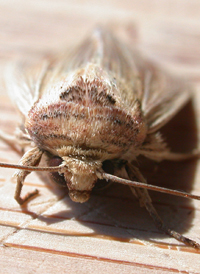 Many-lined Wainscot